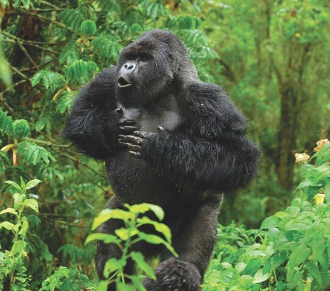 Gorilla Treking with Kigali