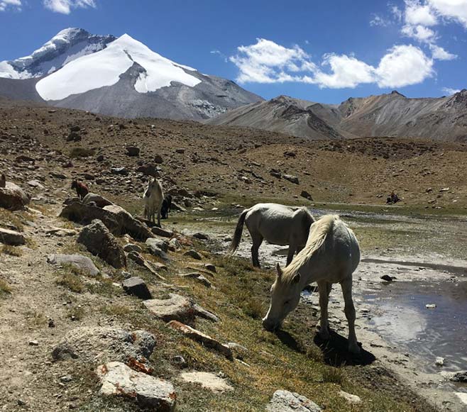 Hemis National Park Ladakh
