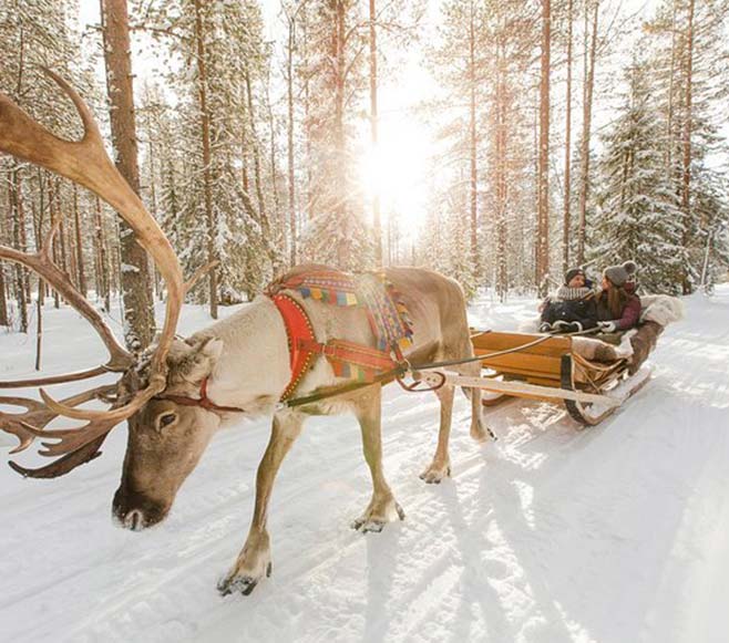 husky & reindeer ride