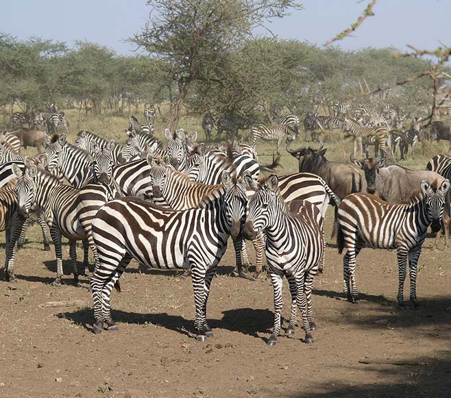 Masai Mara national park